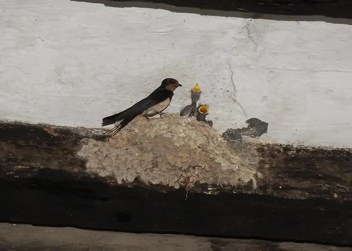 Διαμέρισμα La Llar De